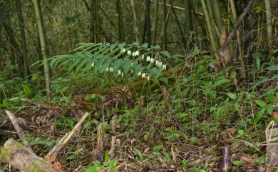 Polygonatum odoratum var. pluriflorum 萎蕤