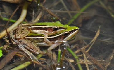 Hylarana taipehensis (Van Denburgh, 1909) 臺北赤蛙