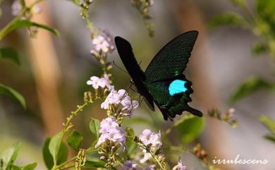 Papilio paris nakaharai Shirôzu, 1960 琉璃翠鳳蝶