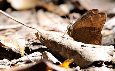 Lethe hyrania formosana Fruhstorfer, 1908 深山黛眼蝶