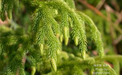 Lycopodiella cernua (L.) Pic.Serm. 過山龍