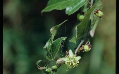 Passiflora suberosa subsp. litoralis (Kunth) Port.-Utl. ex M.A.M.Azevedo, Baumgratz & Gonç.-Estev. 三角葉西番蓮