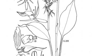 Cryptostylis arachnites (Blume) Hassk. 滿綠隱柱蘭