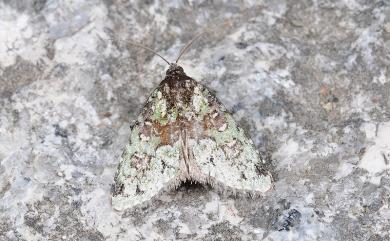 Bryomoia melachlora (Staudinger, 1892) 白點斑小苔蘚夜蛾