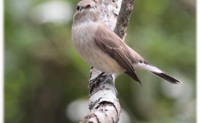 Ficedula parva (Bechstein, 1792) 紅胸鶲