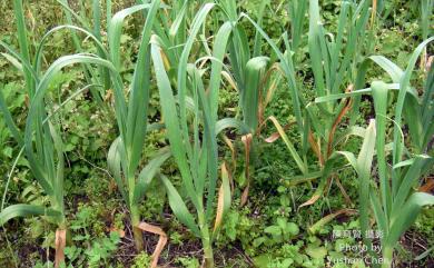 Allium sativum L. 大蒜