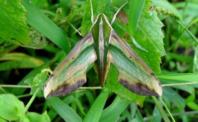 Pergesa acteus (Cramer, 1779) 斜綠天蛾