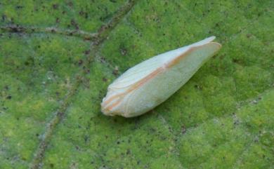 Geisha distinctissima (Walker, 1858) 青蛾蠟蟬