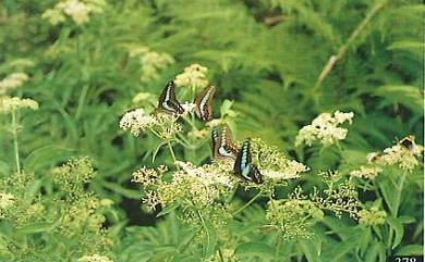 Sambucus chinensis Lindl. 冇骨消