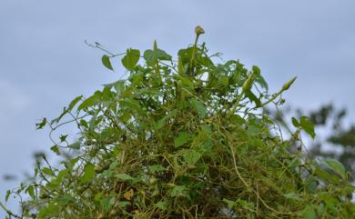 Ipomoea alba L. 天茄兒