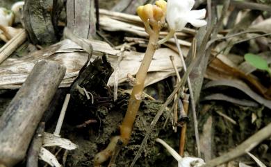 Didymoplexis pallens var. pallens Griff. 吊鐘鬼蘭