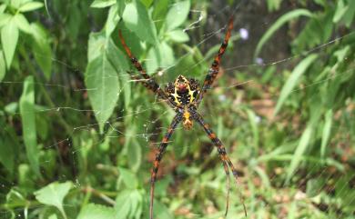 Argiope aetheroides Yin, Wang & Zhang, 1989 中形金蛛