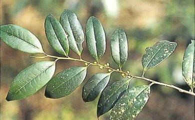 Eurya rengechiensis 蓮華池柃木