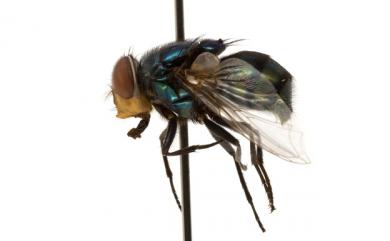 Chrysomya megacephala (Fabricius, 1794) 大頭金蠅