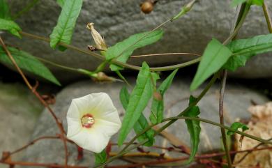 Xenostegia tridentata 戟葉菜欒藤