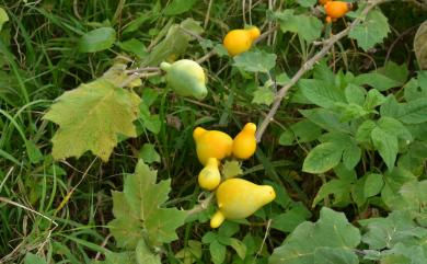 Solanum mammosum L. 五指茄