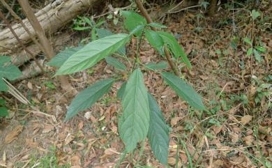 Clerodendrum cyrtophyllum 大青