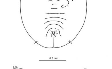 Massilieurodes monticola Takahashi, 1934 深山粉蝨