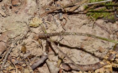 Arachniodes chinensis (Rosenst.) Ching 中華複葉耳蕨