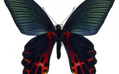 Papilio thaiwanus Rothschild, 1898 臺灣鳳蝶
