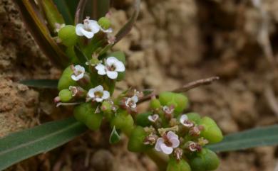 Chamaesyce vachellii 華南大戟