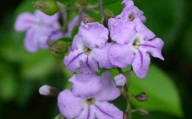 Duranta repens 蕾絲金露花