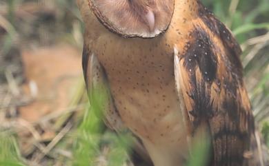 Tyto longimembris pithecops (Swinhoe, 1866) 草鴞