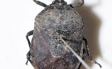 Coridius chinensis (Dallas, 1851) 九香蟲