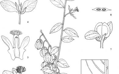 Polygala japonica Houtt. 瓜子金