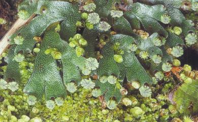 Marchantia emarginata subsp. tosana 淺刻地錢土佐亞種