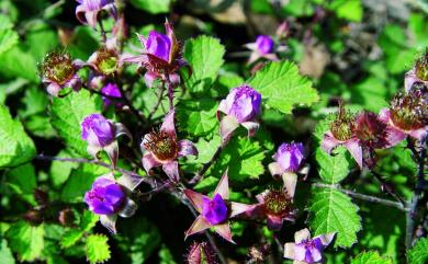 Rubus parvifolius var. parvifolius 紅梅消