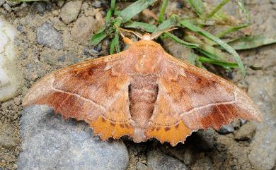 Oberthueria formosibia Matsumura, 1927 波花樺蛾