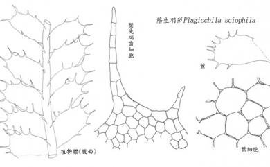 Plagiochila sciophila 蔭生羽蘚