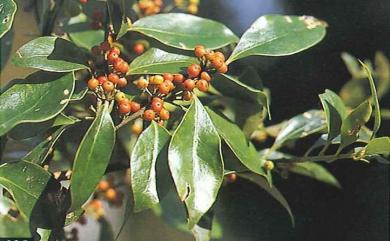 Ilex suzukii S.Y.Hu 鈴木氏冬青