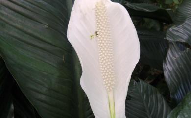 Spathiphyllum kochii Engl. & K.Krause 白鶴芋