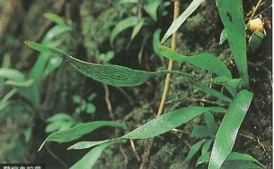 Antrophyum sessilifolium (Cav.) Spreng. 無柄車前蕨