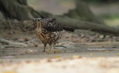 Accipiter trivirgatus formosae 鳳頭蒼鷹