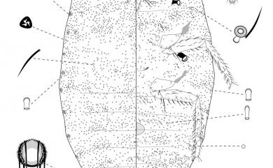 Pseudococcus jackbeardsleyi Gimpel & Miller, 1996