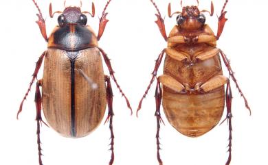 Anomala nigrolineata Kobayashi, 1987 黑紋條金龜