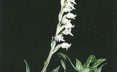 Goodyera schlechtendaliana Rchb.f. 斑葉蘭