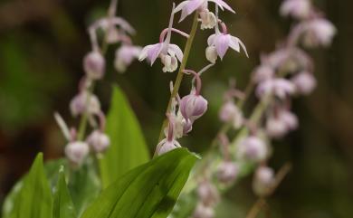 Calanthe aristulifera 翹距根節蘭