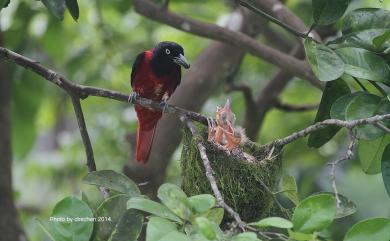 Oriolus traillii ardens (Swinhoe, 1862) 朱鸝