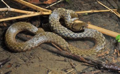 Xenochrophis flavipunctatus (Hallowell, 1861) 草花蛇