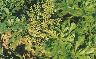 Artemisia japonica 牡蒿
