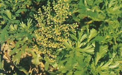 Artemisia japonica Thunb. 牡蒿