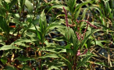 Persicaria glabra 紅辣蓼