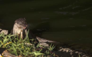 Lutra lutra chinensis Gray, 1837 水獺