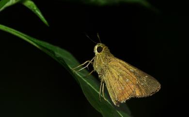 Borbo cinnara (Wallace, 1866) 禾弄蝶