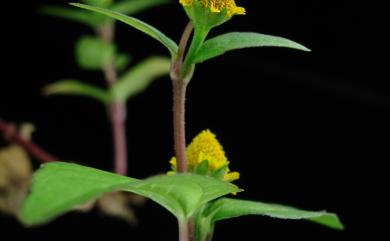 Acmella ciliata (Kunth) Cass. 天文草