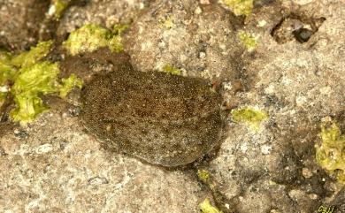 Onchidium verruculatum (Cuvier, 1830) 石磺